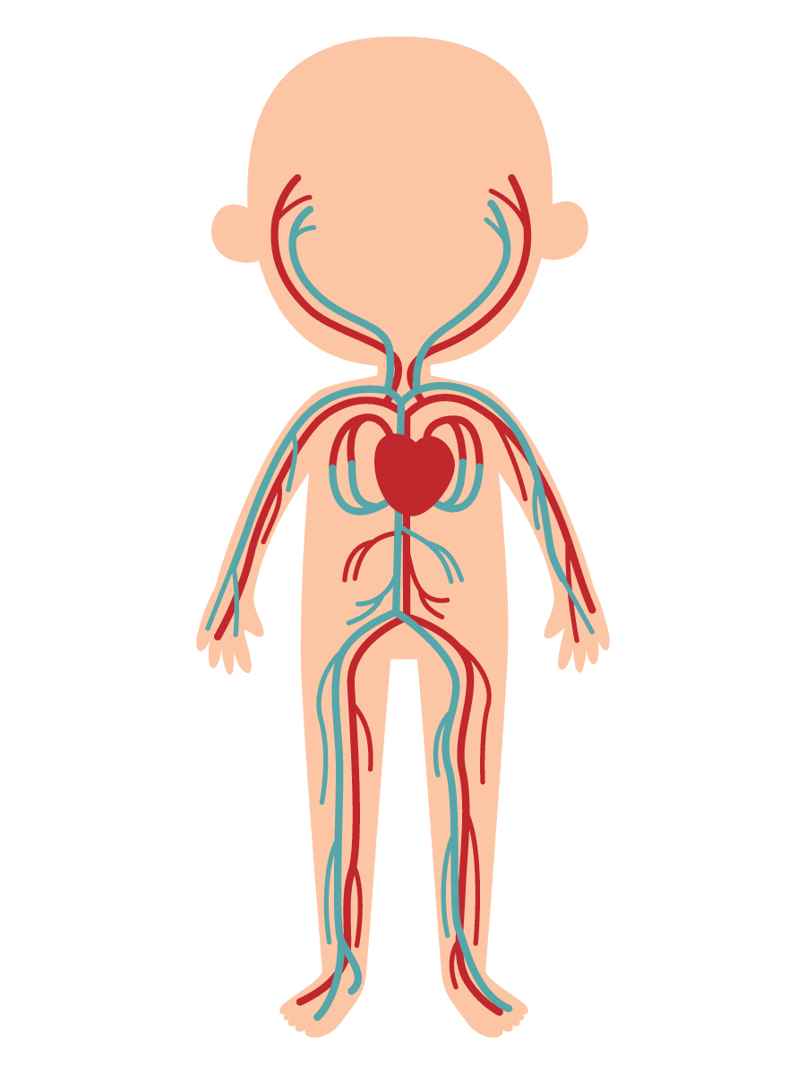 Cardiovascular system — heart and blood vessels