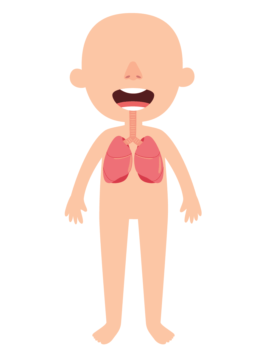 Respiratory system — lungs and airways