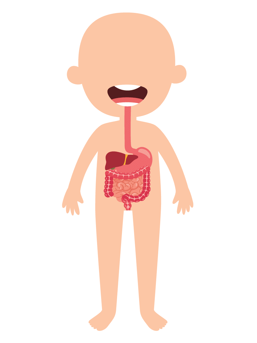Digestive system — stomach and intestines