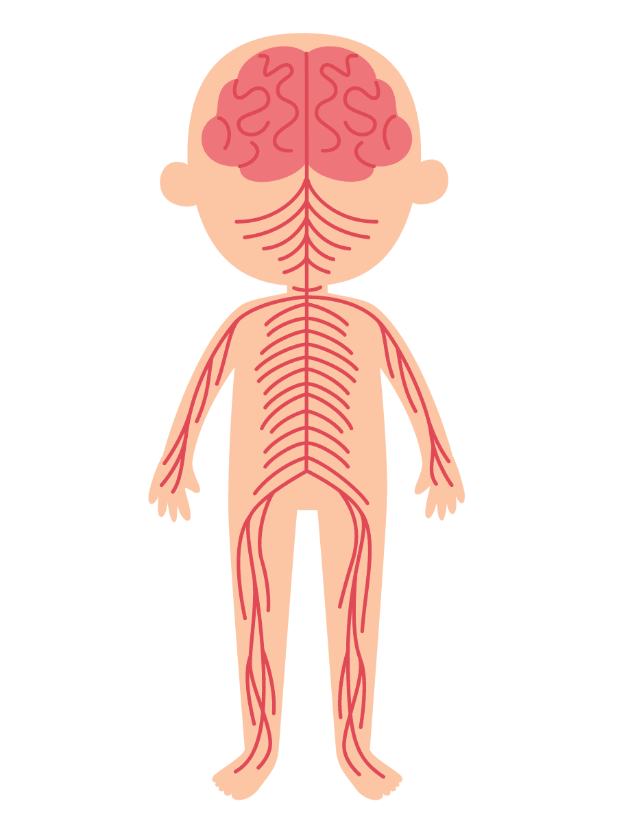 Nervous system — brain and nerves