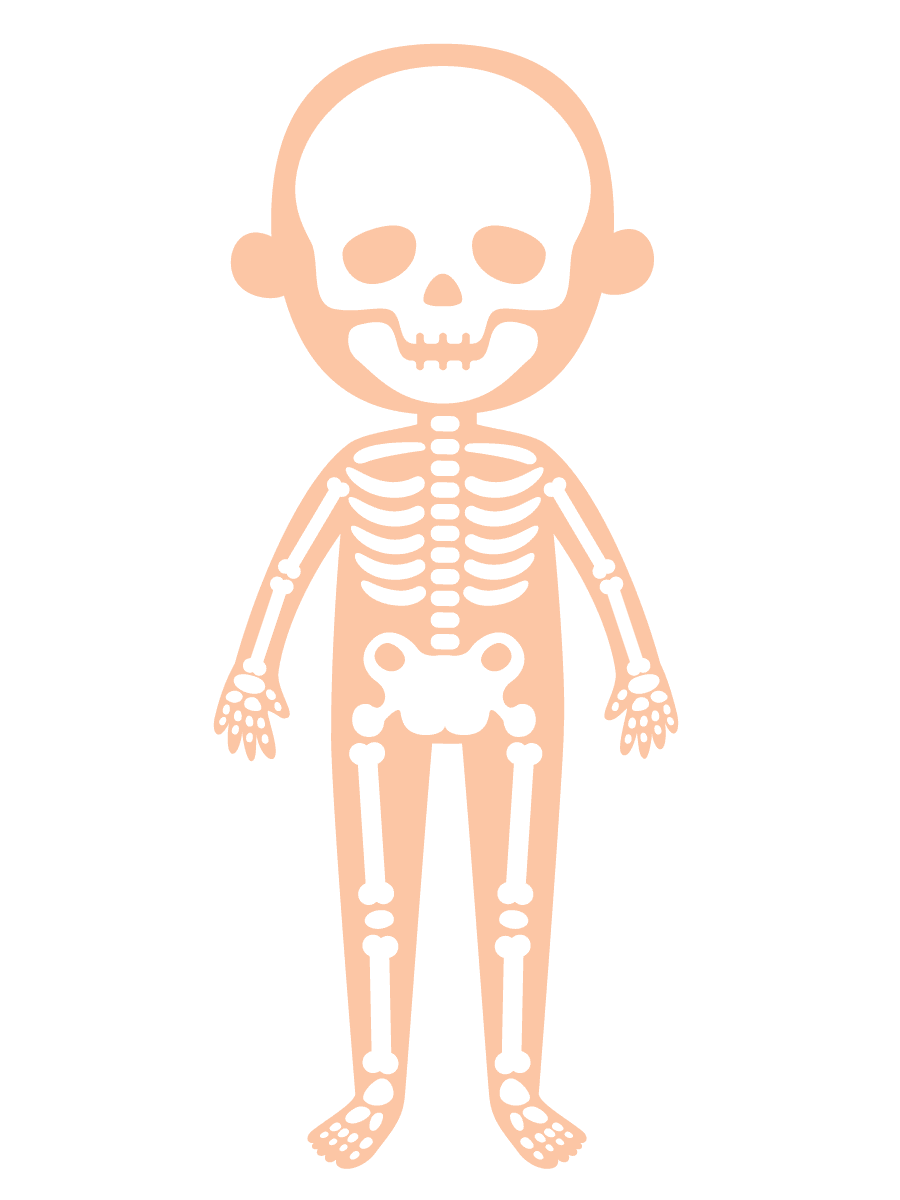 Musculoskeletal system — bones and muscles